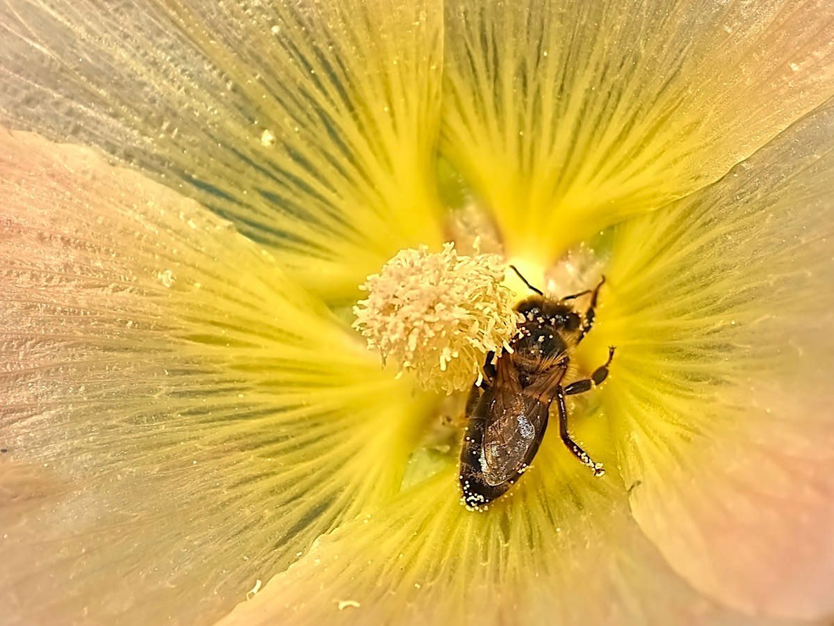 Wildbiene in Stockrose, fotografiert von Ulrike - Lünefotografin